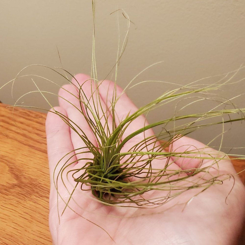 Air Plant, Tillandsia Argentea, Live Silver Leaf Airplant, Easy Houseplant - Picture 2 of 3